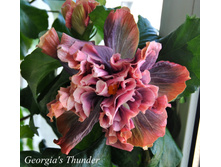 Georgia,s Thunder