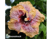 Moonstruck