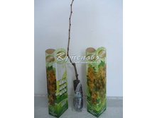 ��������� ��������	30-40��	220.00 ���