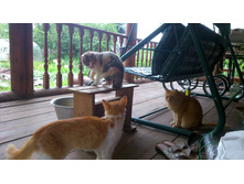 ����: "���� ���, ���� ����� �����, � ޣ?"