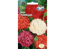Mak-lambada n .jpg