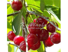 �����  ���� ������� � �������  270�