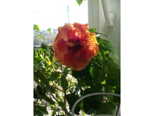 IMG 20150927 092622.jpg