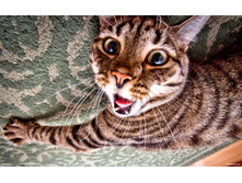 ��������!