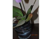 DSC 0874.JPG