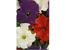 ������� F1 �������� ����������.����.8�� ��� ��� �.� 15,00 ���.[���.��000000806]