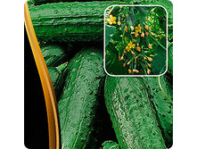 ������ ���� ������������ F1 5�� ��� ��� �.� 45,00 ���. [���.��319      ]