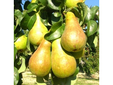 ����� �������� (����������) (�������)-210�.jpg