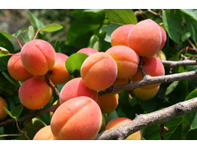 ������� ������� 470�