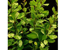 ������ +