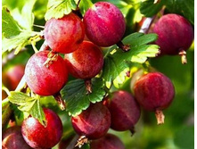 ���������. ������������ ����� ��� ���� "���� �������".���� 600�