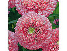 ����� �������� � ��������. ������ 9,09 ���.[���.3004514]