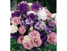 ������� ������� ����� 5�� ��� ��� �.� 25,00 ���.[���.��000000700]