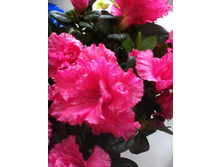 IMG 20151112 142617.jpg