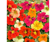 ��������� ����� ������ 1� ��� ��� �.� 6,00 ���.[���.3002017]