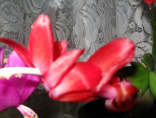 IMG 4587.JPG