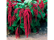 ������� ��������� ����������,(��) 6,50 ���.  [���.3003490]