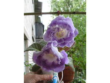 ���������