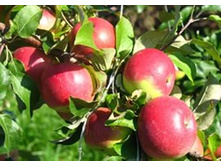 ������ �����-350�.jpg