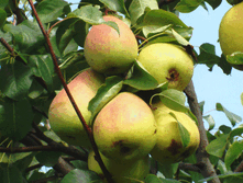 ����� ������� (�������)-210�