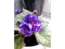 ��������� ���� (������)