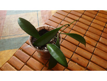 ���� Wayetii