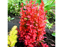 �������� �������� «��� �����».jpg