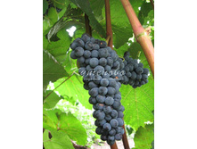 �������� ������� �������� � ������� 220�