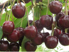 ����� ��������� (�������)-230�