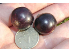 ��������� ������ «������»1.jpg