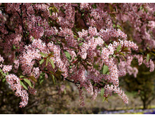 �������� ��������+