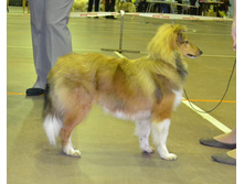 ���� �����