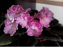 IMG 20150920 090848.jpg