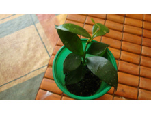 ���� Lacunosa Tova(�)