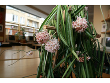 ���� ������� ....Hoya shepherdii- ������ �������� ��������...