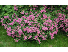 ������ �������� «������ �������».jpg