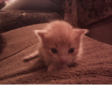 IMG 20151211 131343.jpg