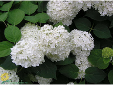 ��������� ����������� «��������»1.jpg