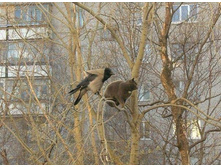 ���-�� ��� �� ��� ...