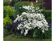 ������ ��������1.jpg