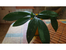 ���� Gracilis