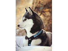 ����� - 19 �27 Ag 466 - 585 ���.