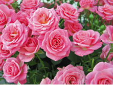 ���� ��������� 220���. (����� �������� 1��).jpg