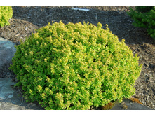 �������� �������� «������».jpg