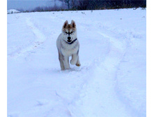 ��� �� ��������