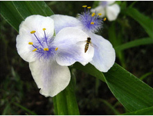 ������������ ������*