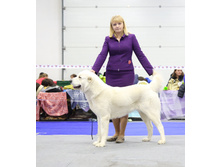 ������ �����-������