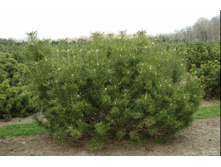 ����� ������ ���. �����1.jpg