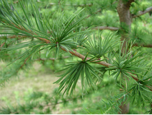 ����������� ������������1.jpg