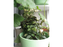 � ��������� :)